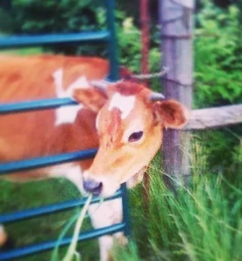 Netherfield Natural Farm Fontana エクステリア 写真